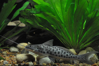 Vulture Mota Catfish 5-6 Inch Live Freshwater Predator Aquarium Fish Rare