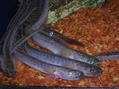 Dragon Fish 4–5 Inch – Live Rare Freshwater Oddball for Aquarium Tanks