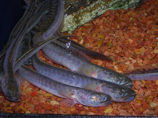 Dragon Fish 4–5 Inch – Live Rare Freshwater Oddball for Aquarium Tanks