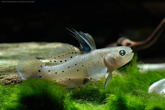2-Pack Knight Goby Live Fish Premium Freshwater Brackish Aquarium Bottom Dweller