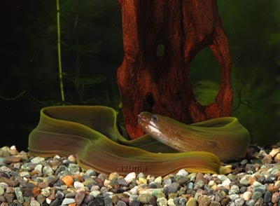 White Cheek Freshwater-Eels-Moray 7–8” – Live-Eel Aquarium Fish for Experienced