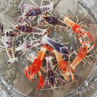 Pack-3 Assorted Ghost Crayfish 1.5-2 Inch Live Freshwater Aquarium Pet