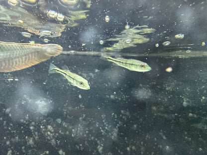 Peacock Bass Intermedia 2–2.5” Live Fish – Rare Predator Cichlid Aquariums