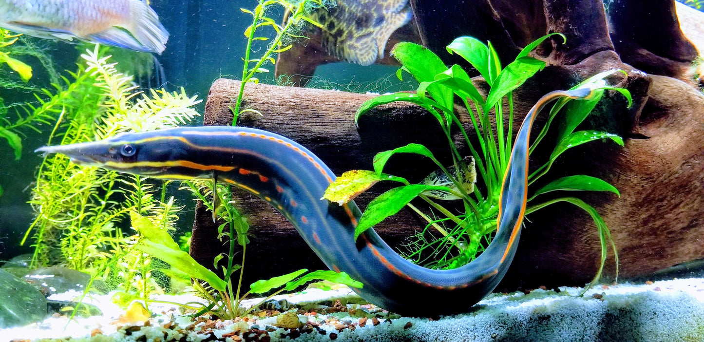 Fire Eel 11–13” Live Fish – Exotic Freshwater Eel Peaceful Large Aquarium