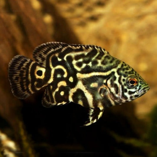 Oscar Rio Demini 1 Inch – Tank Raised – Premium Live Freshwater Cichlid Fish