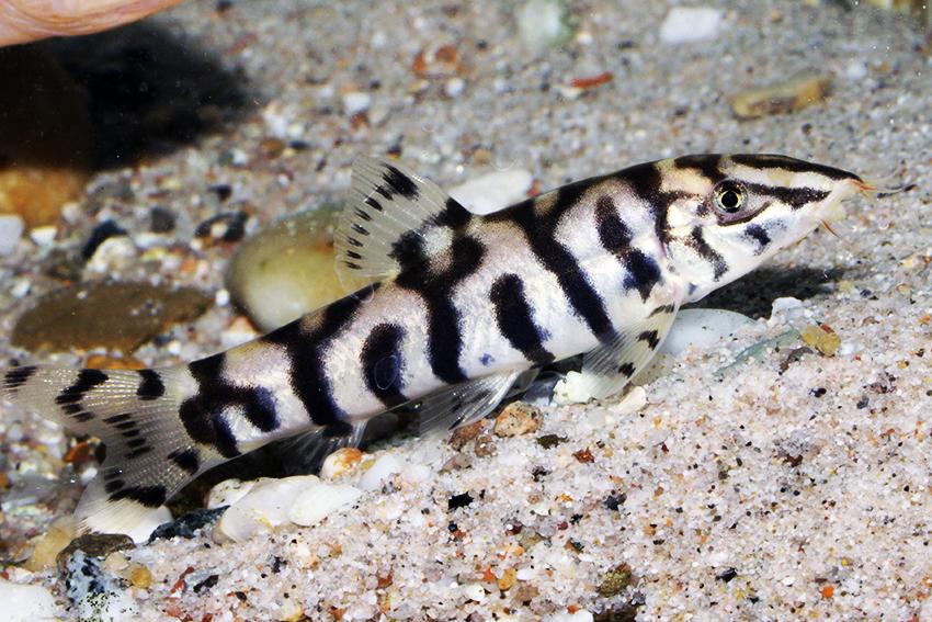 3-Pack Lohachata Botia 3" Live Freshwater Yoyo Loach Tropical Aquarium Fish