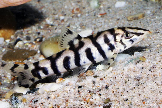 3-Pack Lohachata Botia 3" Live Freshwater Yoyo Loach Tropical Aquarium Fish