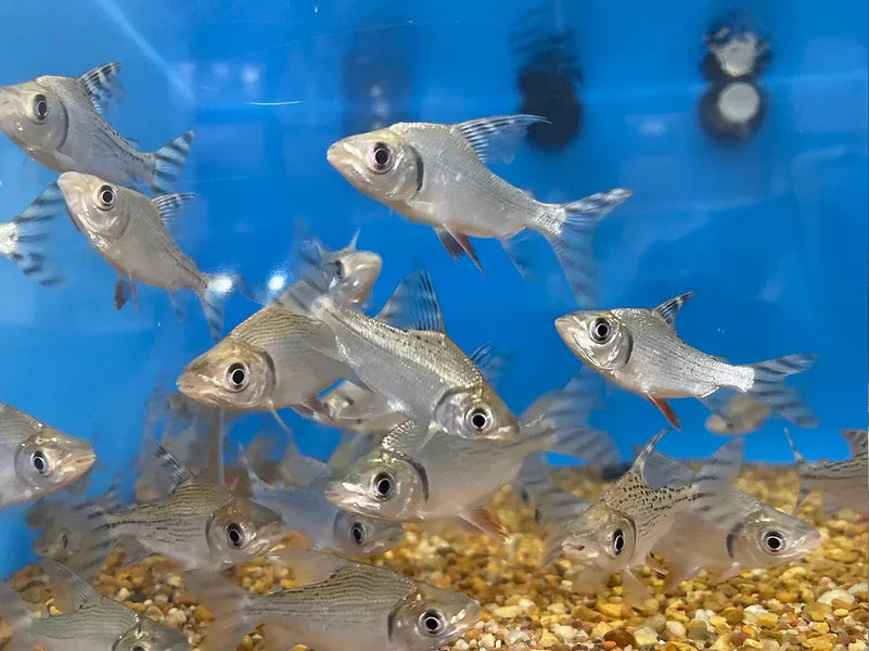 Yellow Fin Prochilodus 1-1.5 Inch Live Freshwater Schooling Aquarium Fish Rare