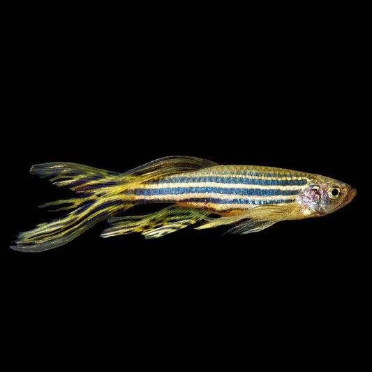 12-Pack Longfin Zebra Danios – Live Freshwater Schooling Fish for Aquarium