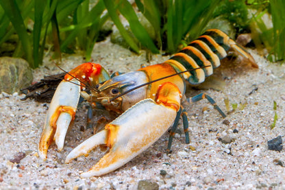 Zebra Tiger Lobster 2–2.5” Live Crayfish – Exotic Freshwater Aquarium Pet
